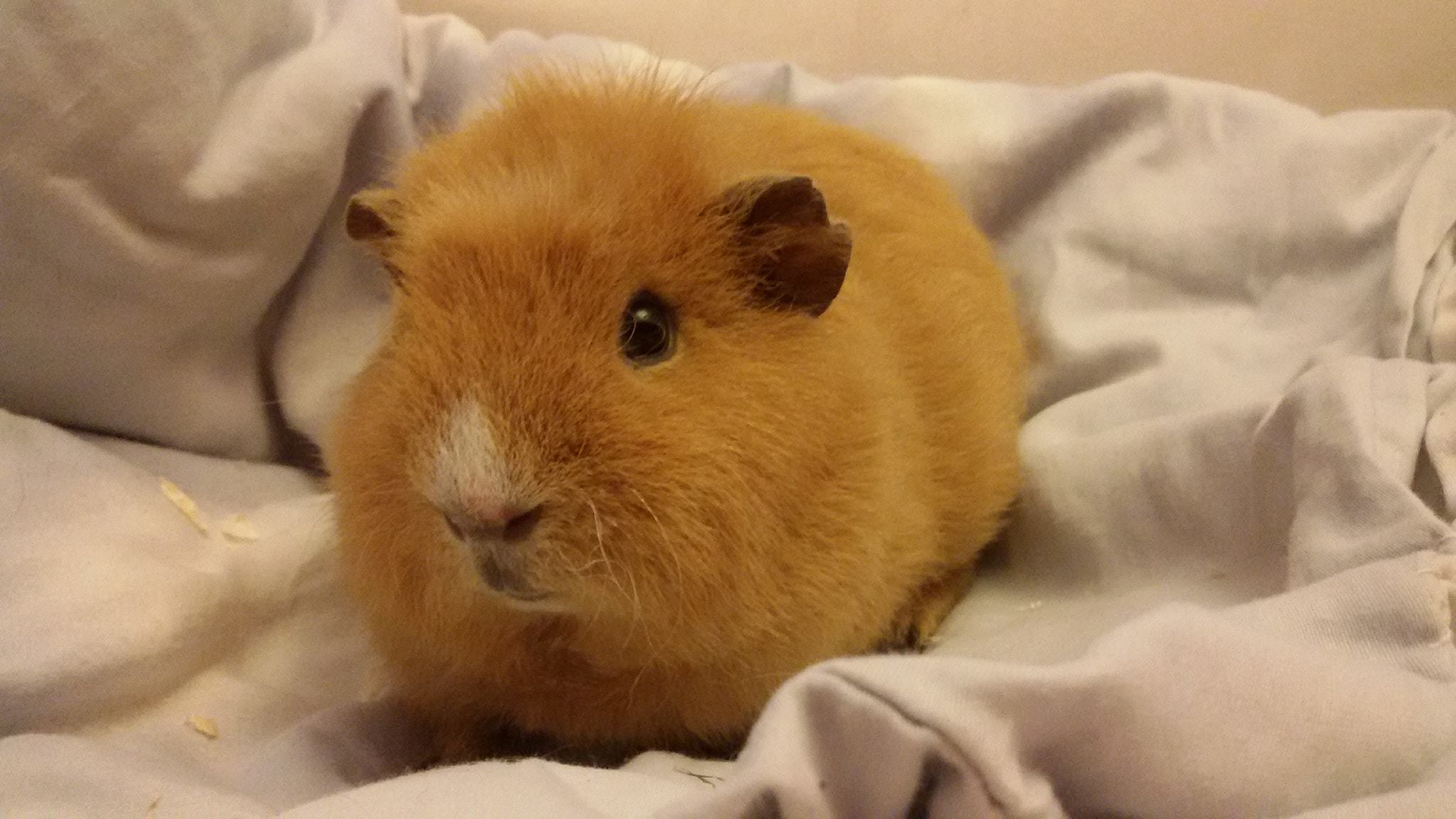 Felix