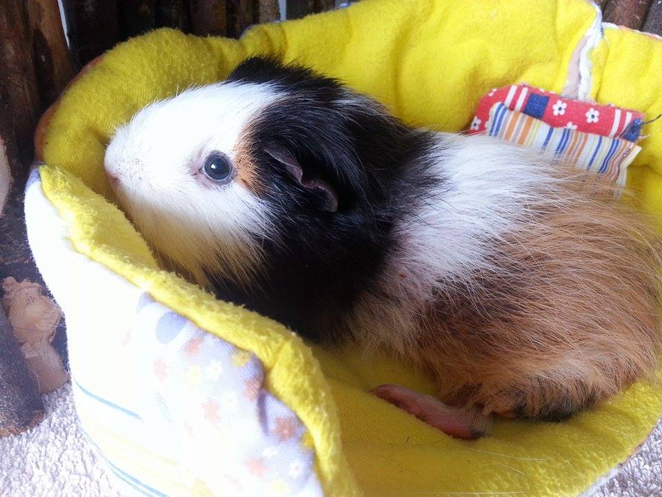 Fluffi 2