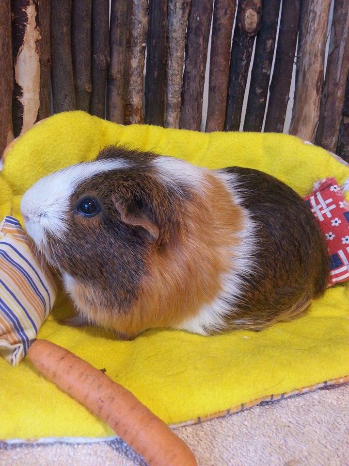 Lotti