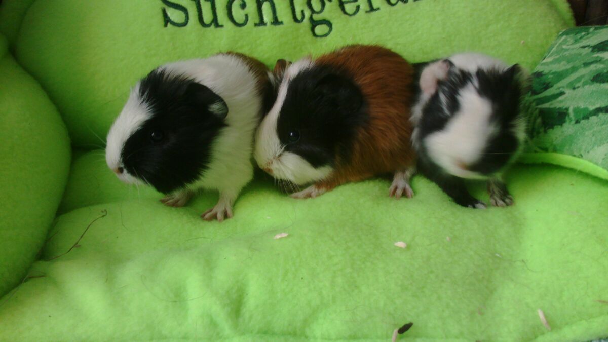 Babies 2