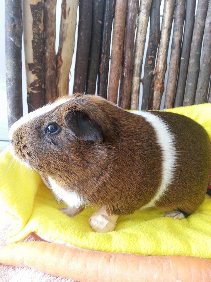 Nala 2