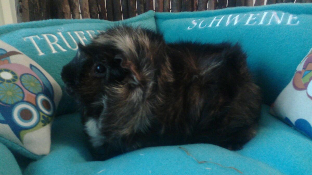 Percy