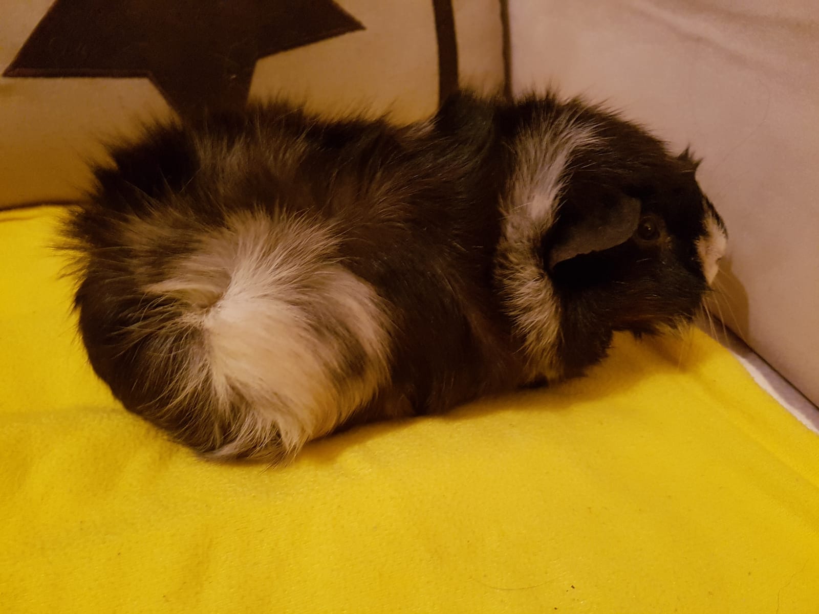 Snickers